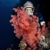 coral_soft_dae_ni_v_0805_egy2845.jpg
